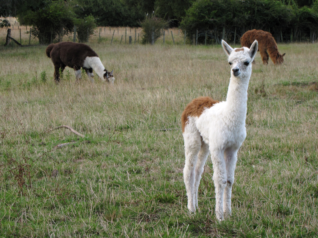 Baby Mom Llamas - HD Wallpaper 