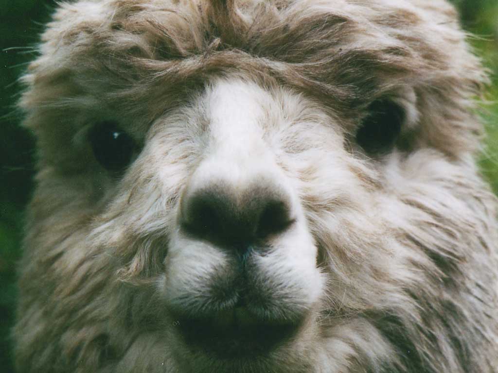 Handsome Alpaca Wallpaper By Hd Wallpapers Daily - Alpaca - HD Wallpaper 
