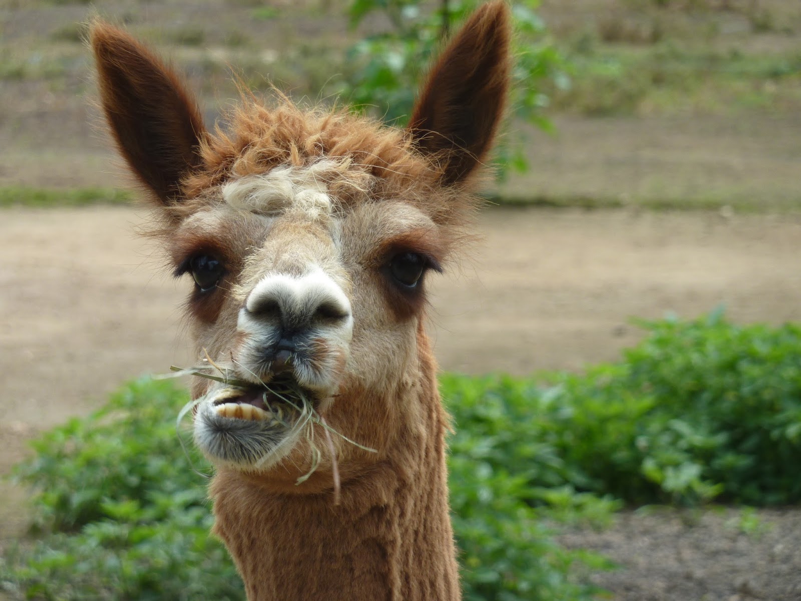 Wide Hd Alpaca Wallpaper - HD Wallpaper 