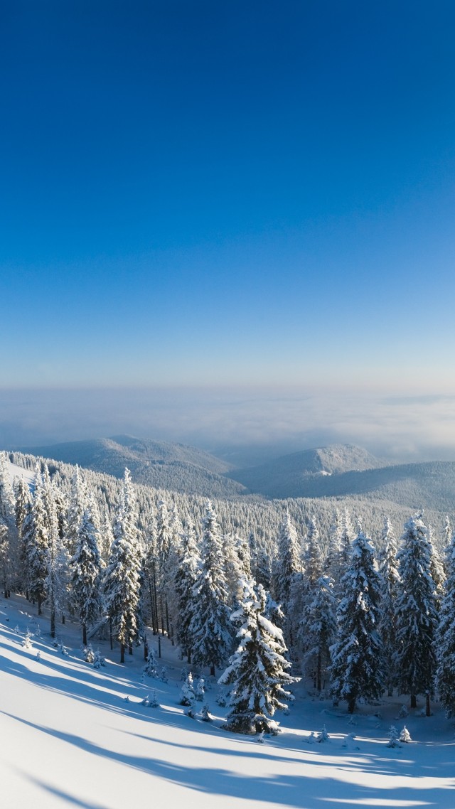 Winter Forest, 5k, 4k Wallpaper, Mountain, Sun, Snow, - Ipad Pro Wallpapers Snow - HD Wallpaper 