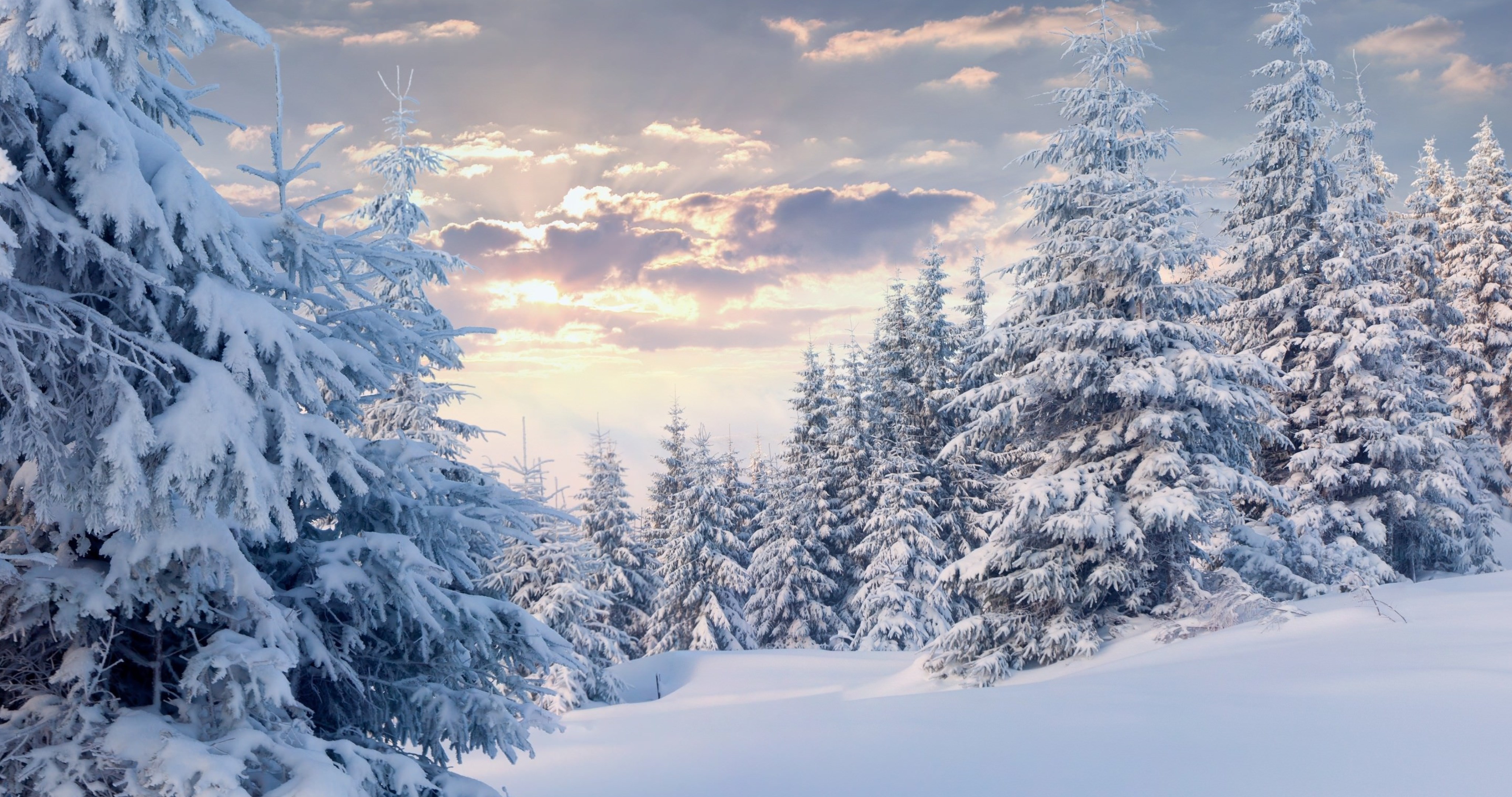 Snow Forest Background 4k - HD Wallpaper 