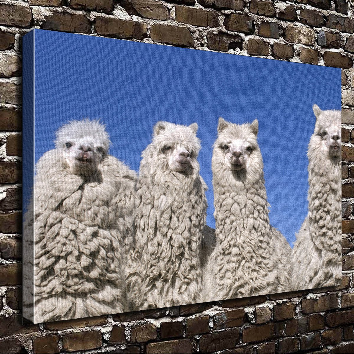 Bing Wallpaper Animals - HD Wallpaper 