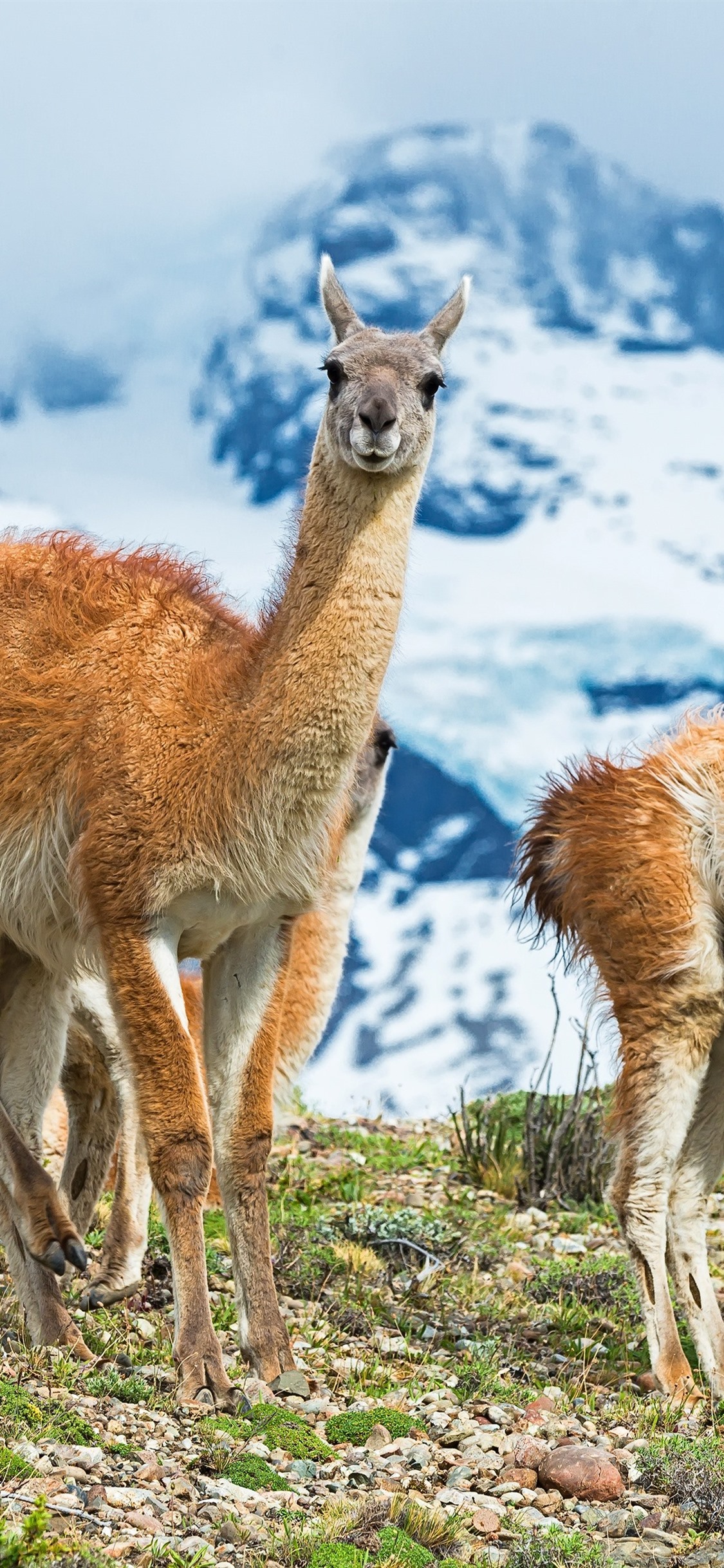 Iphone Wallpaper Alpaca, Mountains, Snow - Fondos De Pantalla Alpacas - HD Wallpaper 