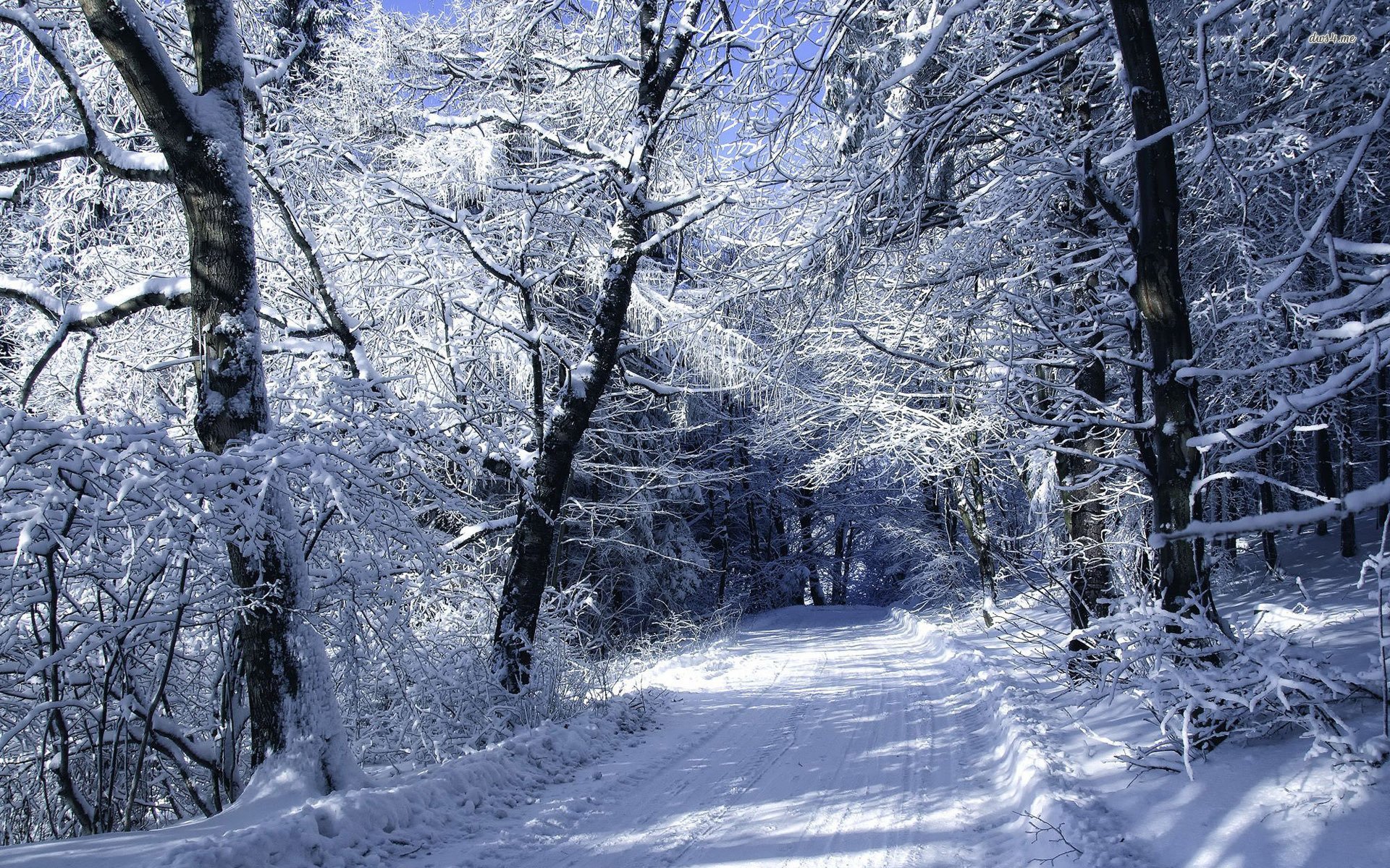 35, Road In Winter Forest, Jennifer Rollins Backgrounds - Snowy Forest Path - HD Wallpaper 