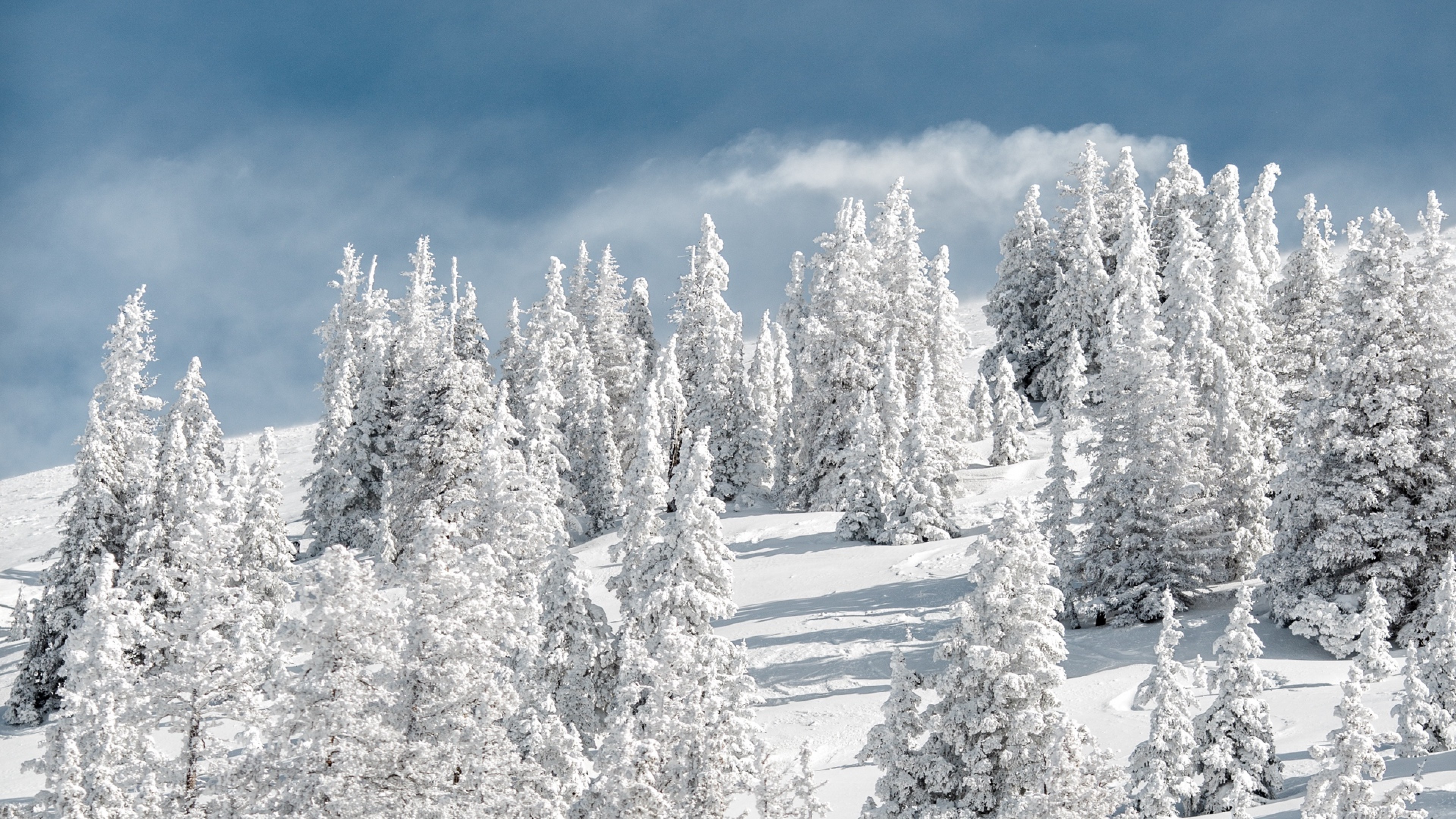 Snowy Forest Hd - HD Wallpaper 