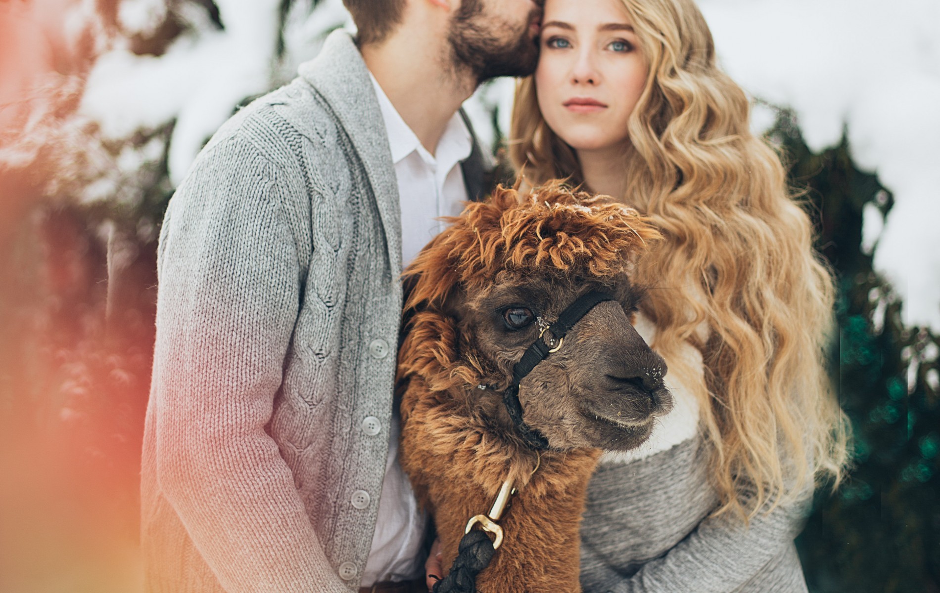 Cute Couple, Photoshoot, Llama, Snow, Blonde, Winter - Cute Couples In Snow - HD Wallpaper 