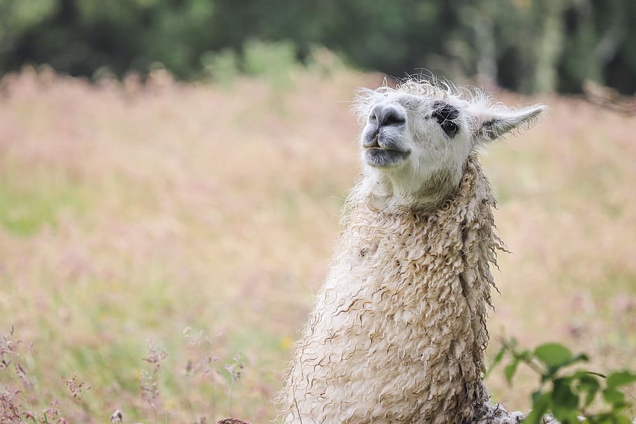 Gray Animal Near Green Grass, Llama, Mammal, Alpaca, - Llama Gif - HD Wallpaper 