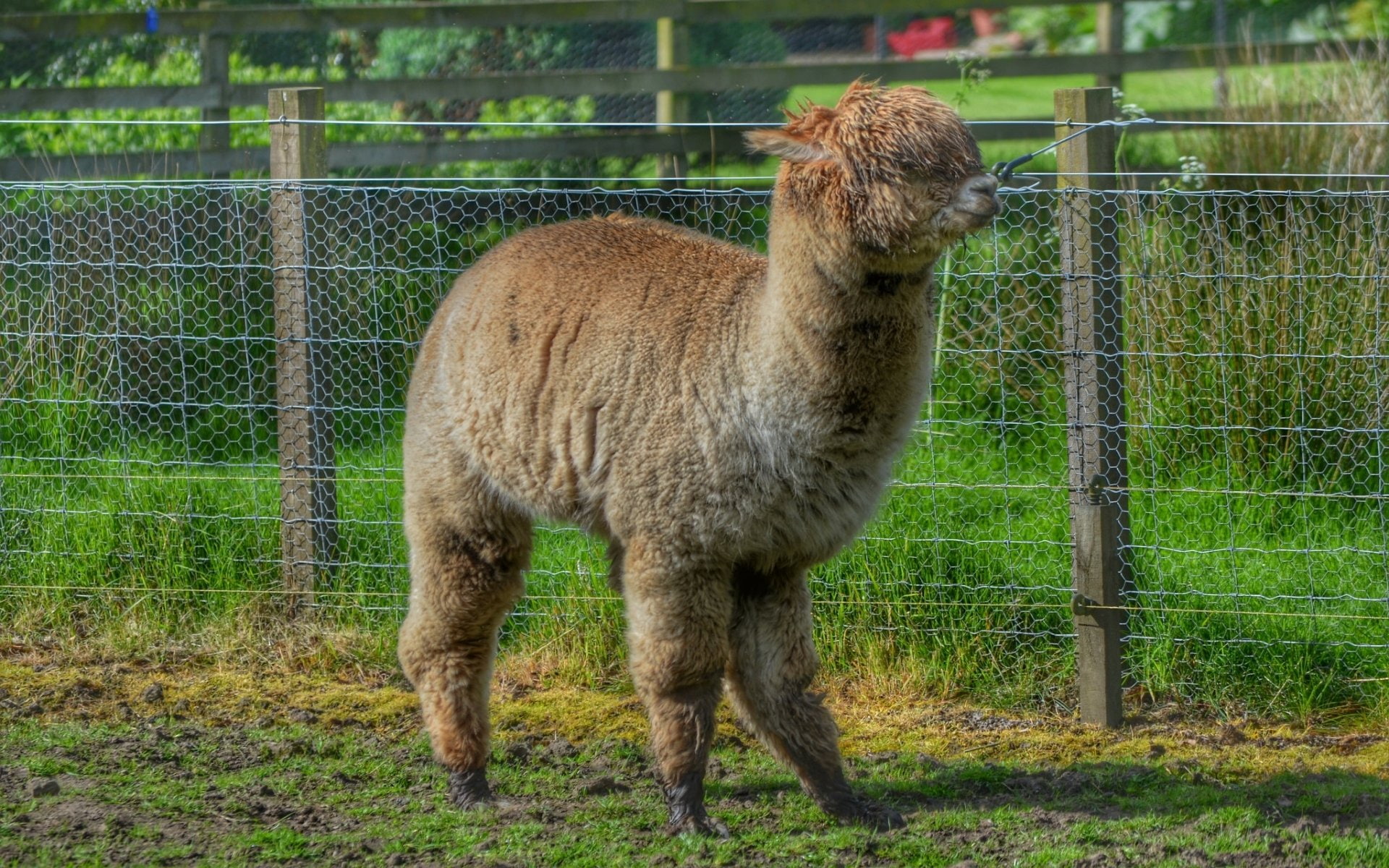 Wallpaper - HD Wallpaper 