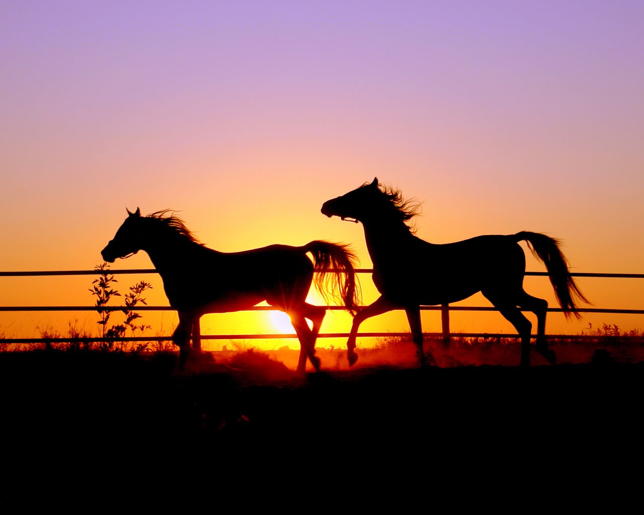 Wallpaper Kuda Dan Matahari Terbenam - Horses In The Sunset - HD Wallpaper 