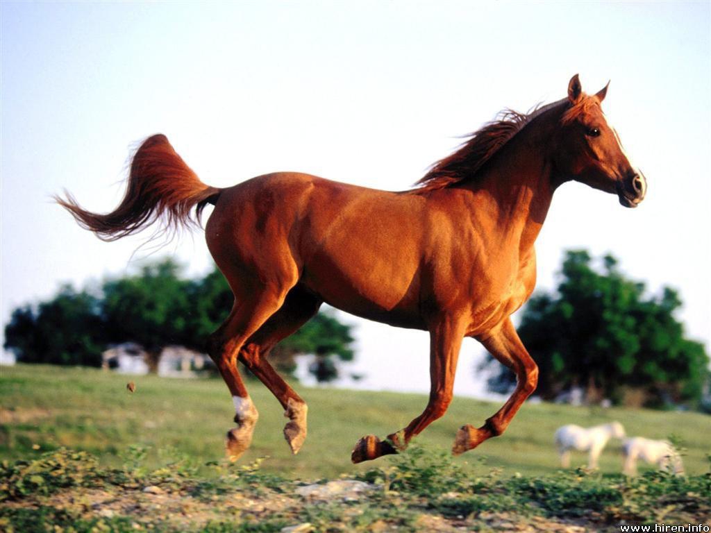Chinese Horse - HD Wallpaper 