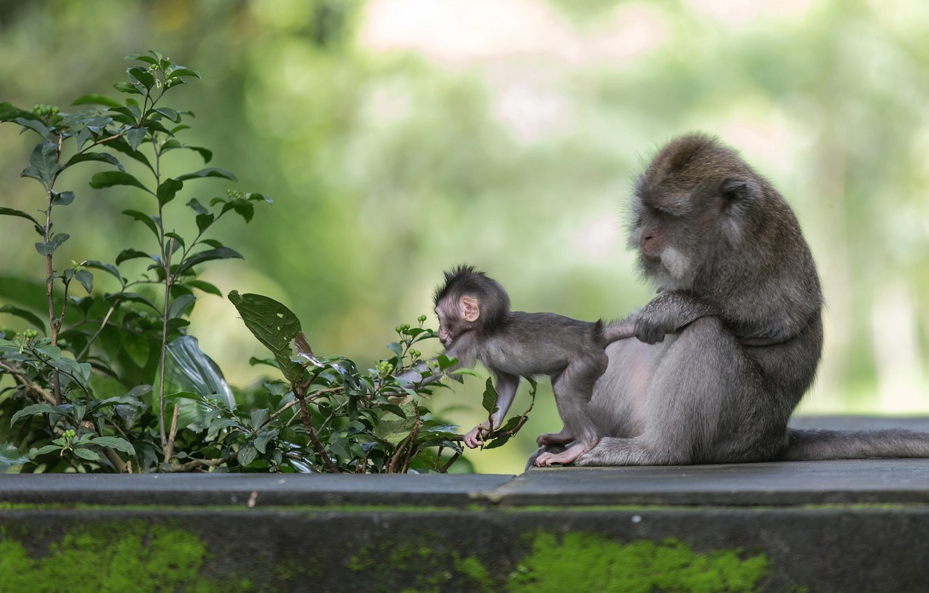 Photo Wallpaper Macaques, Monkey, Cub, Mom, Where - Baby Animals With Mothers - HD Wallpaper 