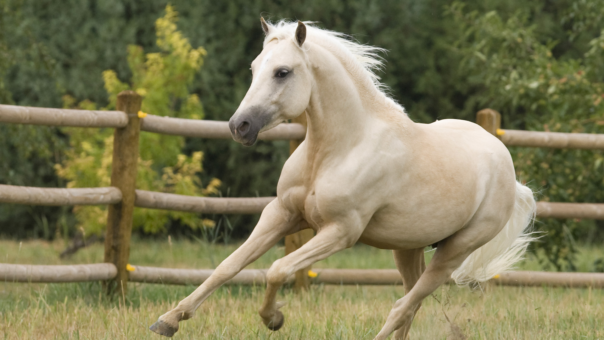 Horse Galloping In Field - HD Wallpaper 
