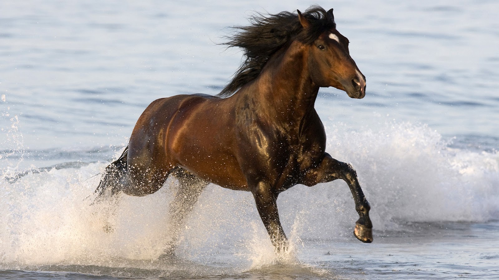 08 - 21 - 16 - Brown Horse Running Wallpapers, - HD Wallpaper 