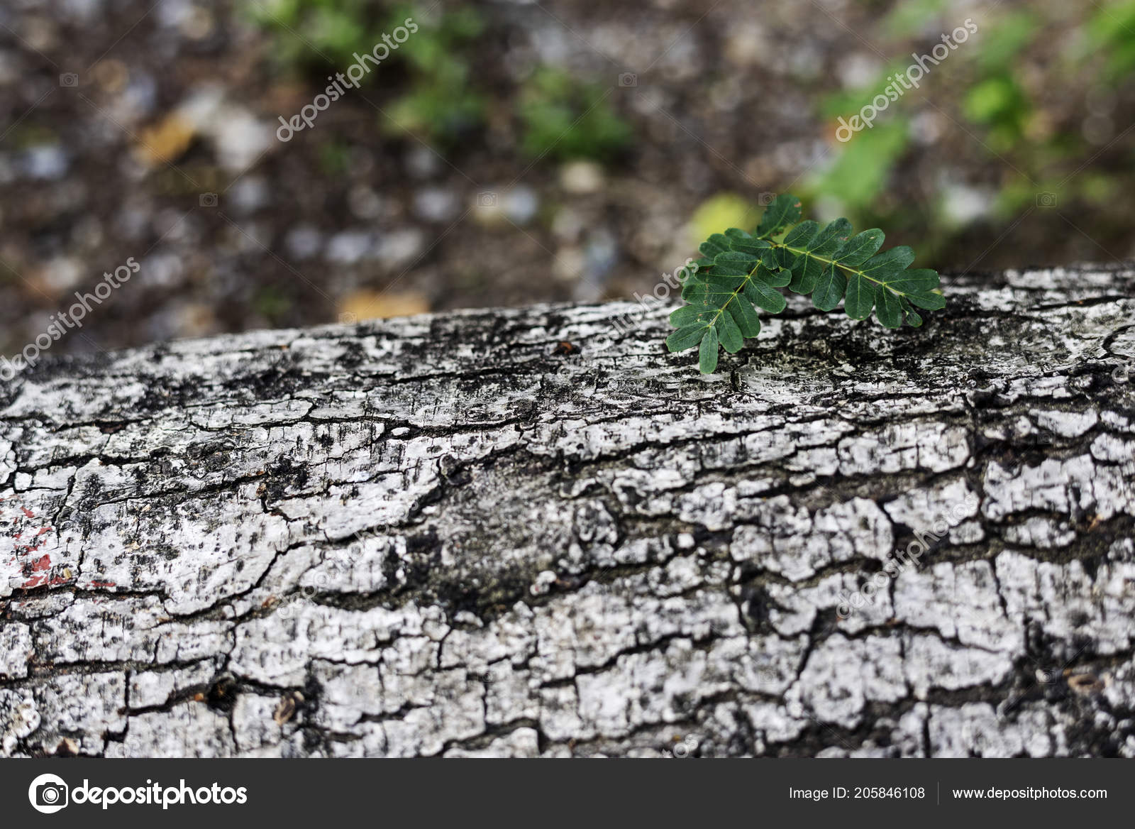 Macro Photography - HD Wallpaper 