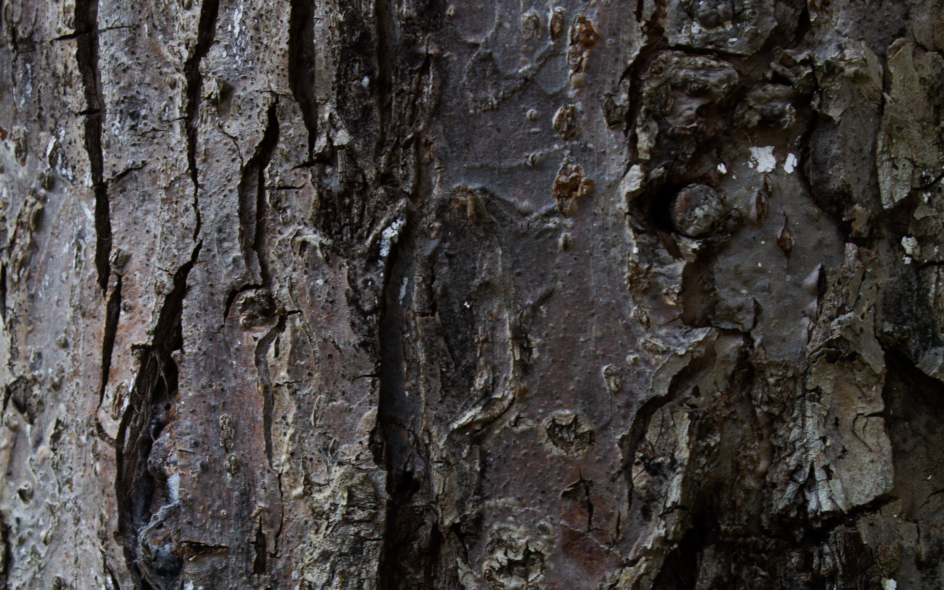 Tree Bark - 1920x1200 Wallpaper - teahub.io