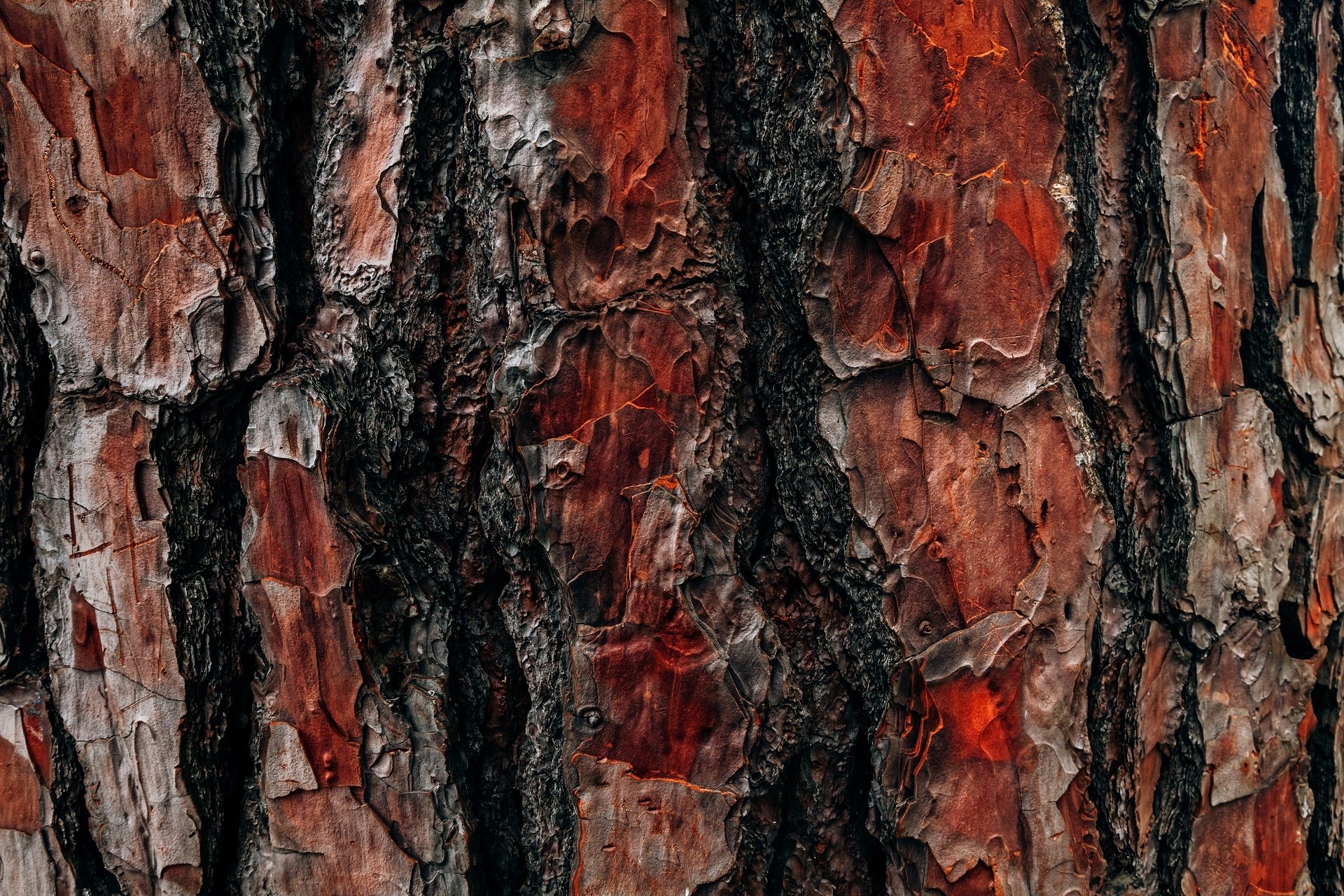 Hd Bark - HD Wallpaper 