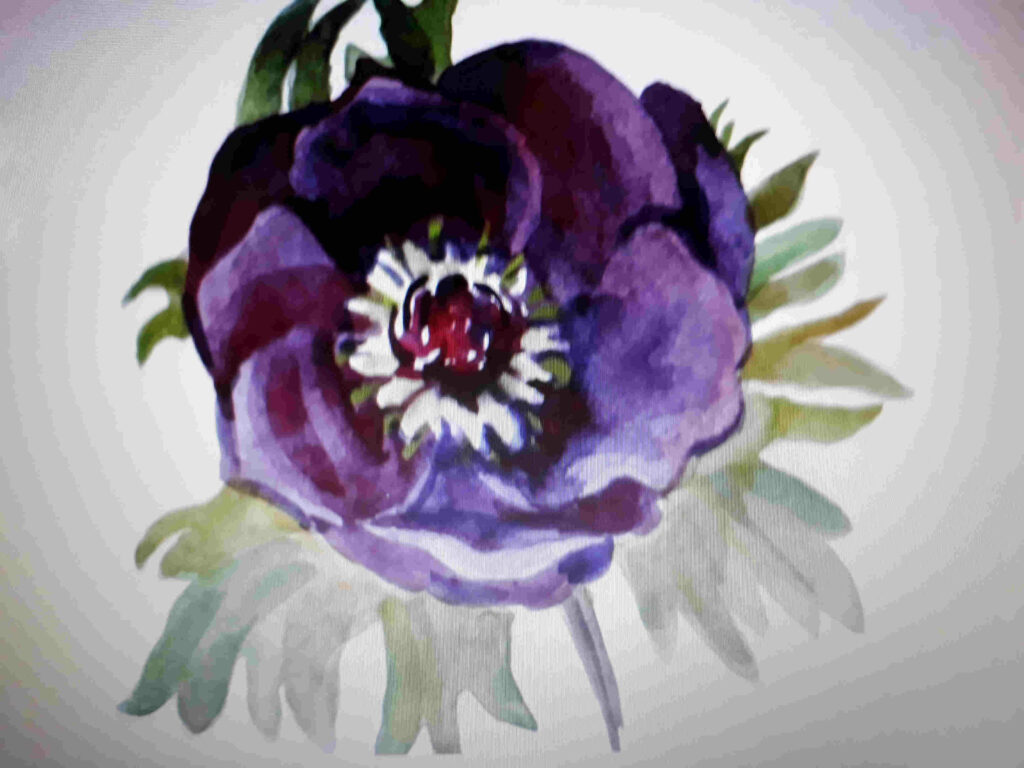 Stunning Purple Watercolor Flower Png Images - Common Peony - HD Wallpaper 