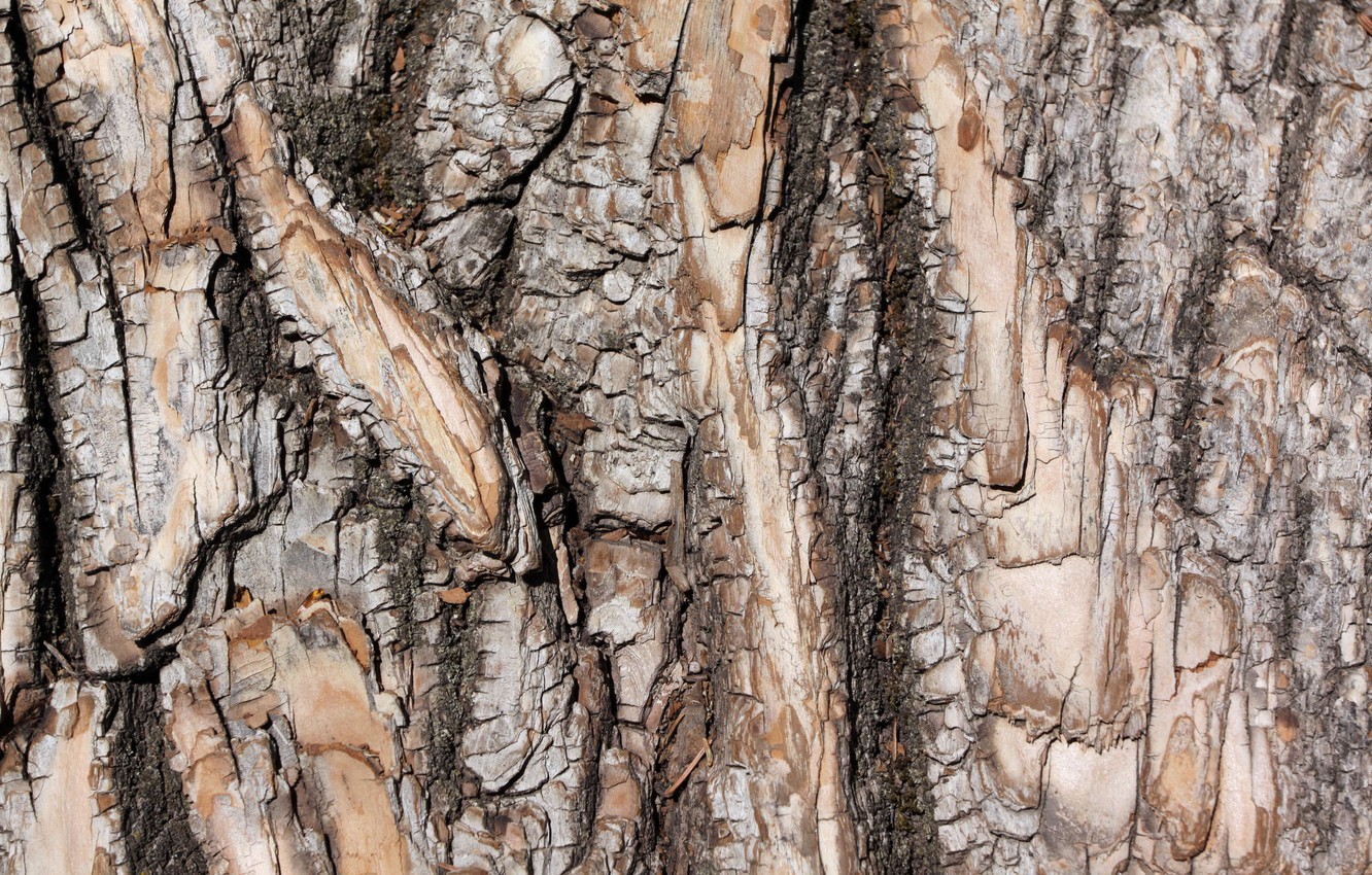 Photo Wallpaper Background, Tree, Bark - Textura Madeira Tronco - HD Wallpaper 