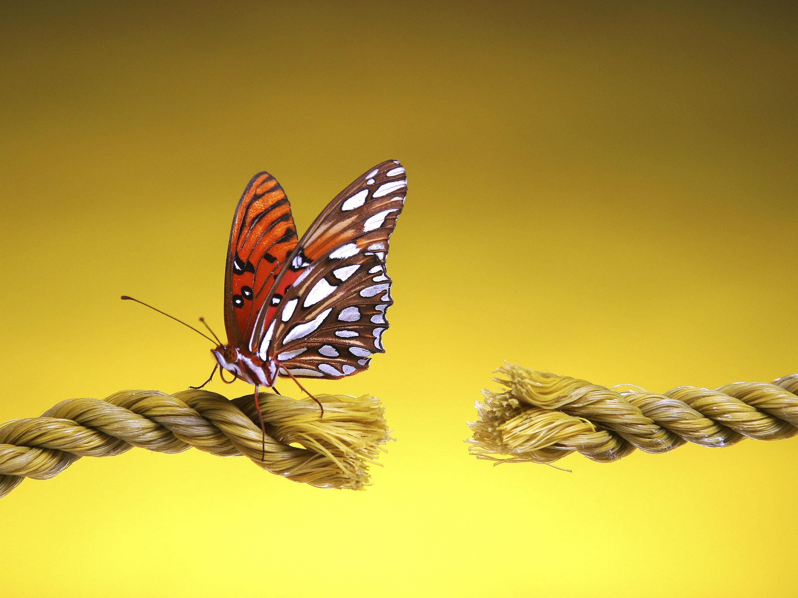 1600*1200 No - Cutting Cords - HD Wallpaper 