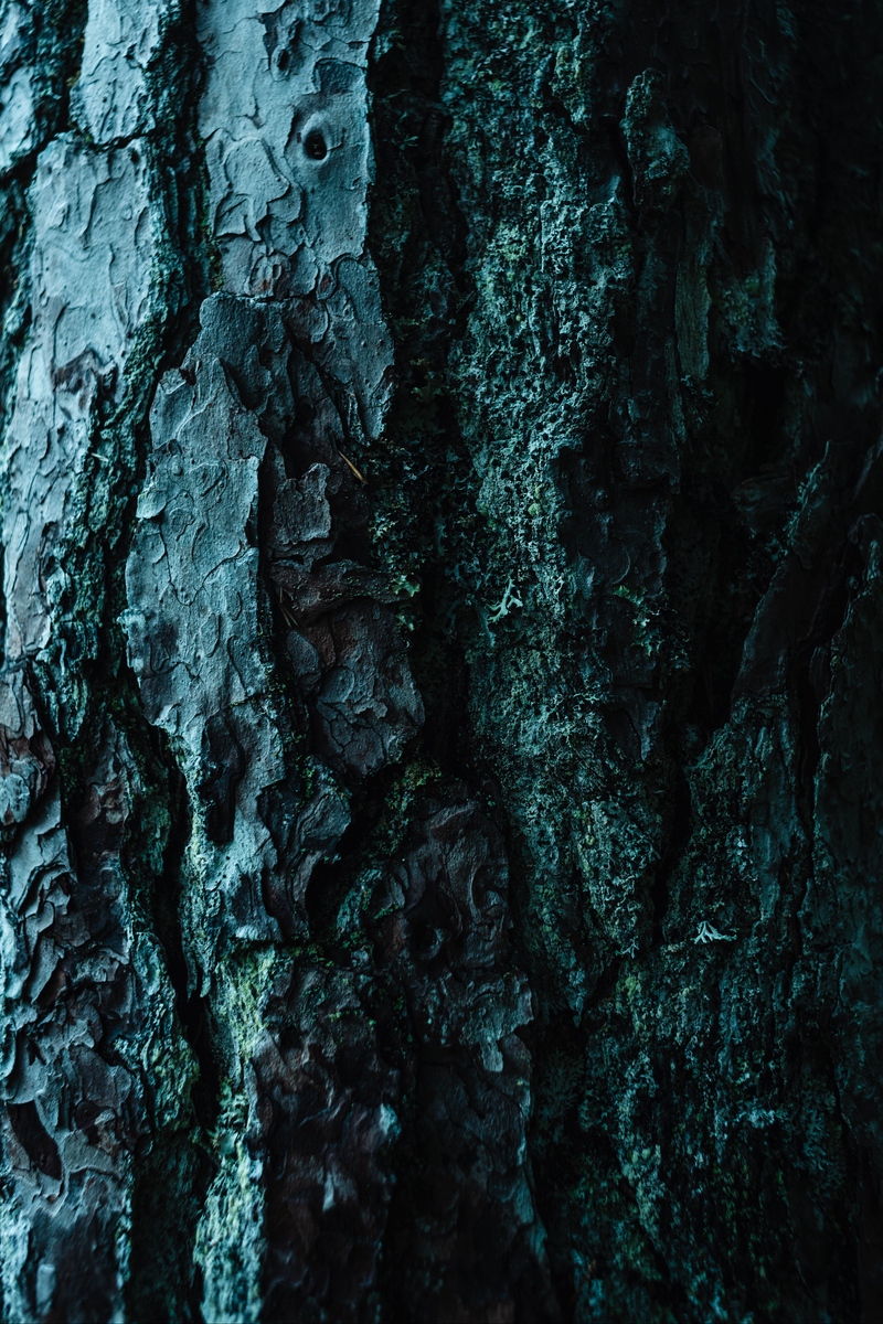 Wallpaper Bark, Tree, Embossed, Dark, Surface - Wallpaper - HD Wallpaper 