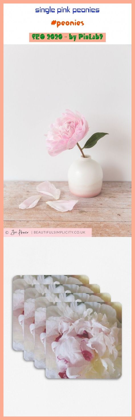 Single Pink Peonies - Japanese Camellia - HD Wallpaper 