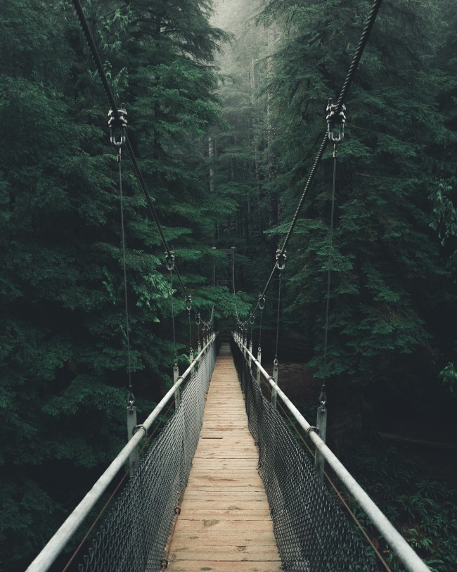 Wooden Bridge, Forest, Trees, Rope, Suspension, Scenic - HD Wallpaper 