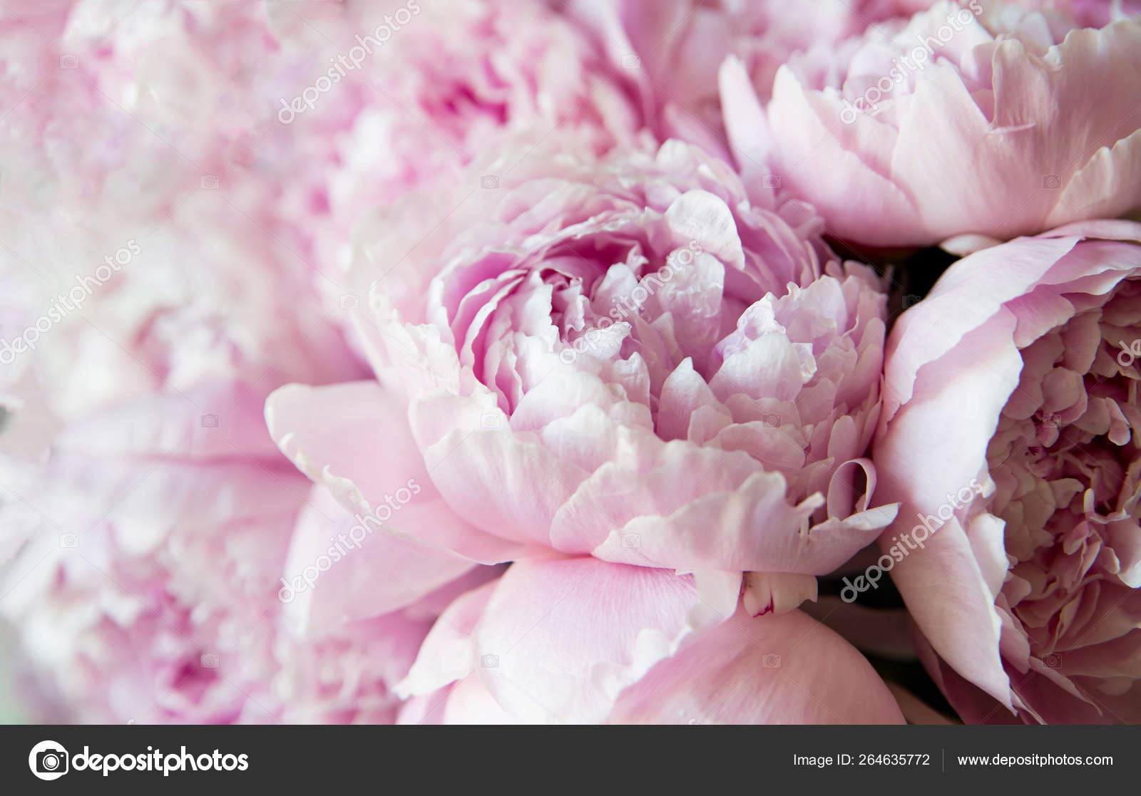 Wallpaper - HD Wallpaper 