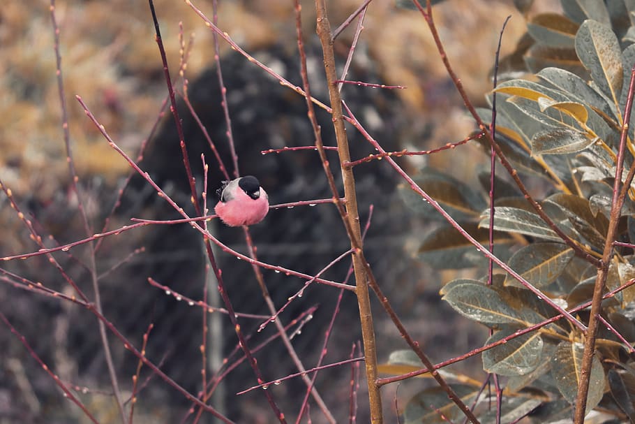 Robin, Erithacus Rubecula, Old World Flycatcher, Bird, - HD Wallpaper 