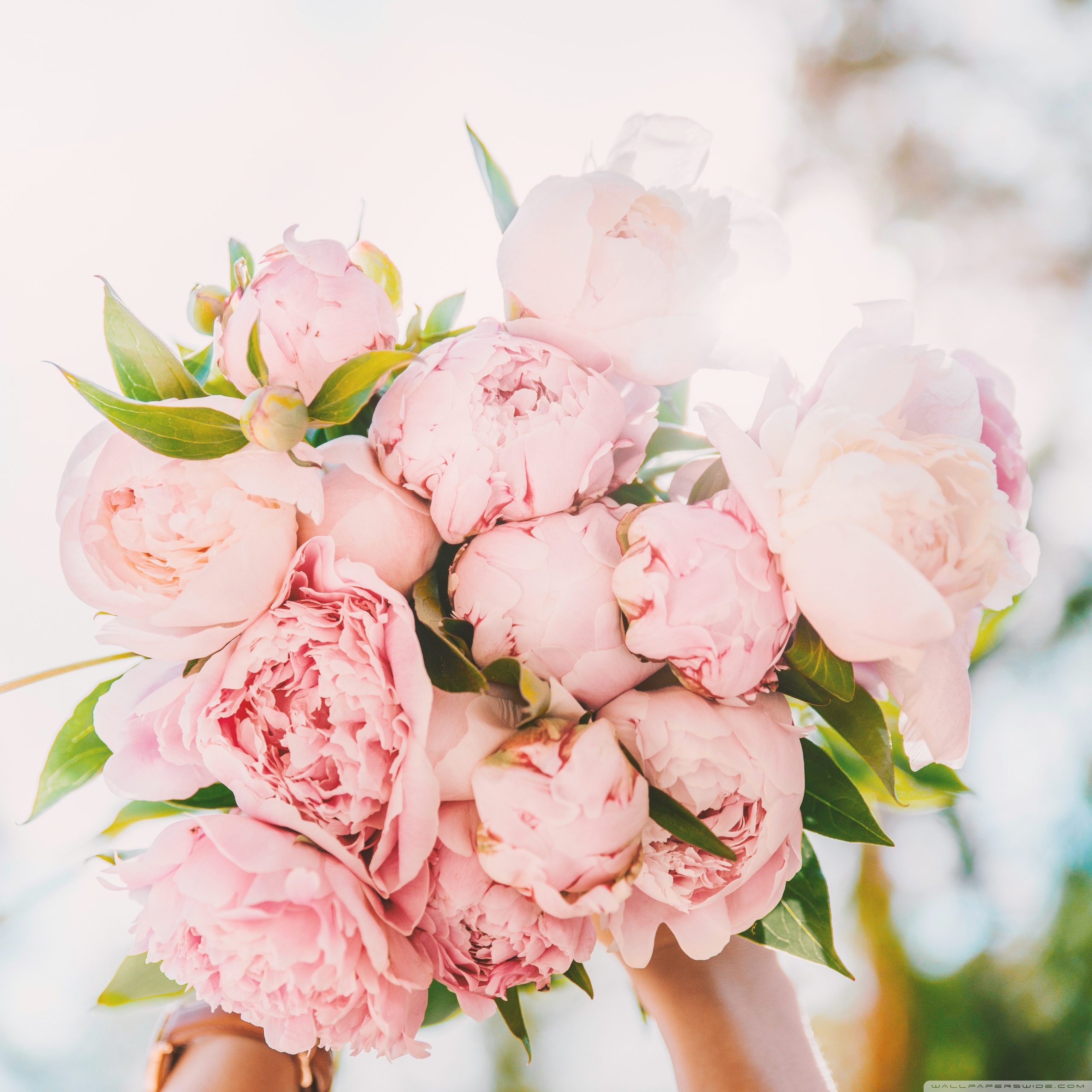 Cute Pics Of Flowers - HD Wallpaper 