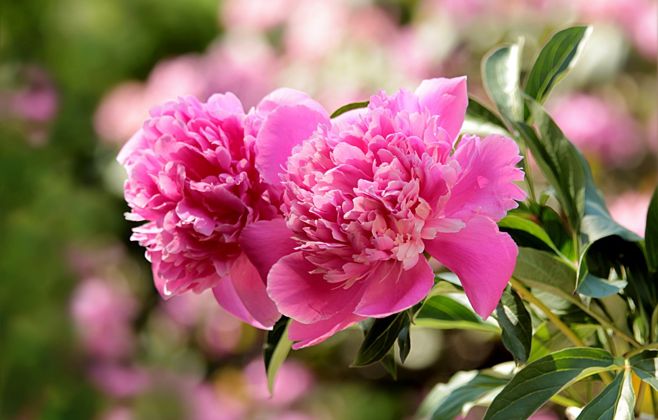 Photo Wallpaper Leaves, Blurred Background, Pink Peonies - Hoa Mẫu Đơn Trung Quốc Giả - HD Wallpaper 