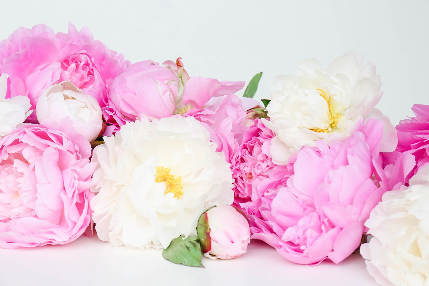 Peony Wallpaper For Walls - Peony Wallpaper Desktop - HD Wallpaper 
