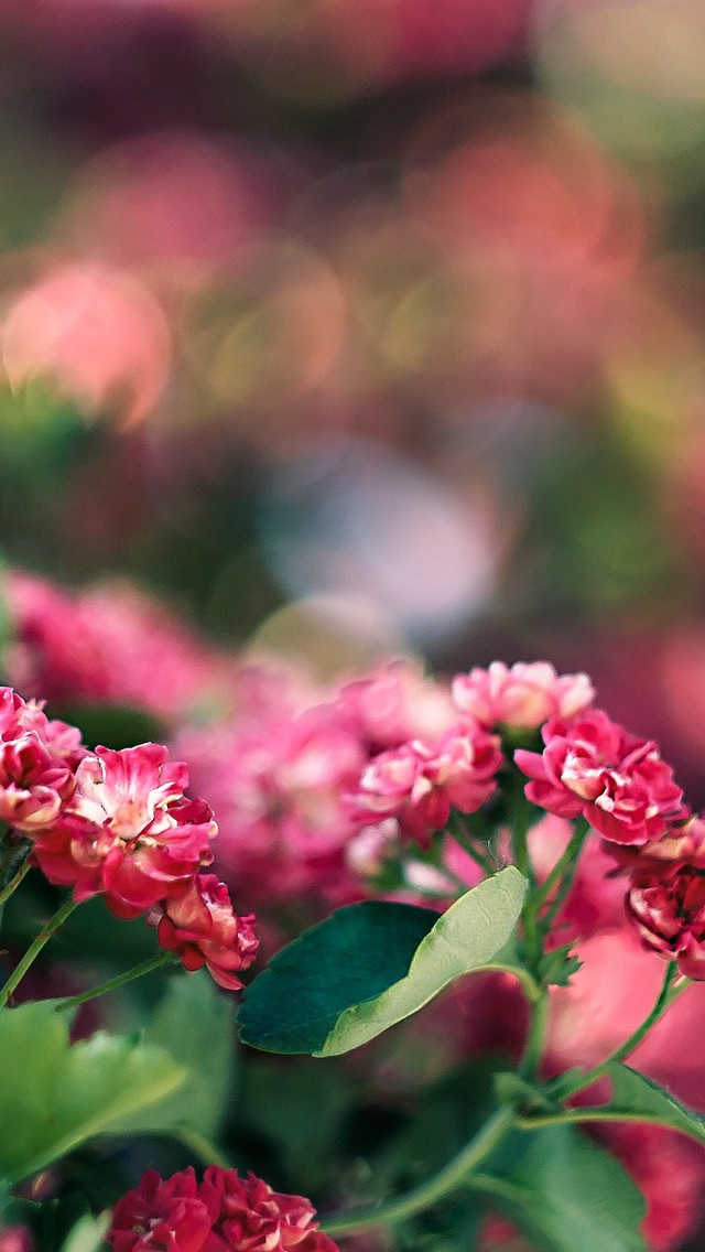 Flora Gardenbokeh Iphone Wallpaper - Flora Iphone - HD Wallpaper 