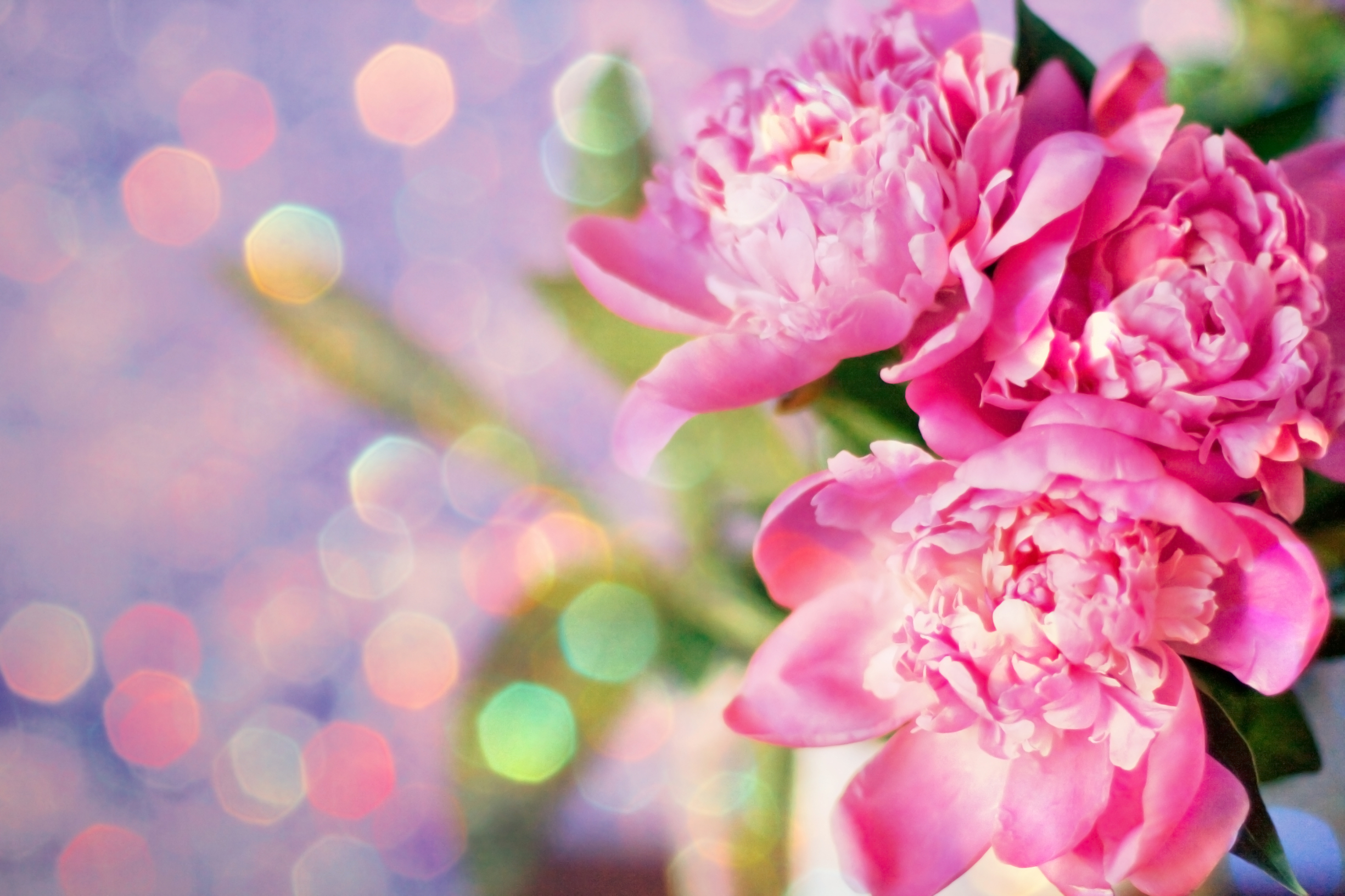 High Resolution Peony Background - HD Wallpaper 