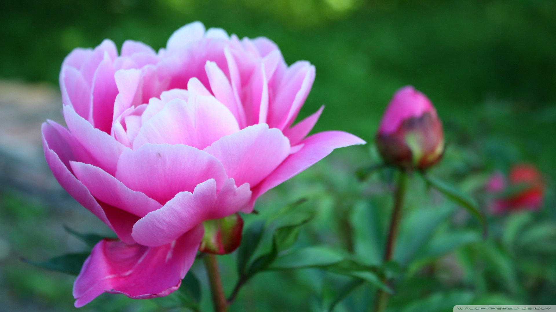 Pink Peony Flower Wallpaper Hd - HD Wallpaper 