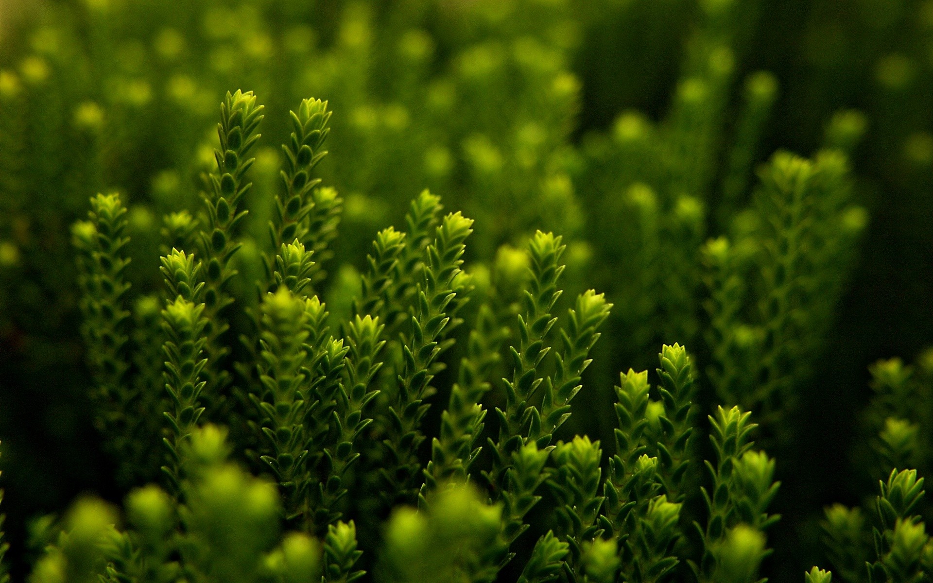 Close Up Nature Hd - HD Wallpaper 