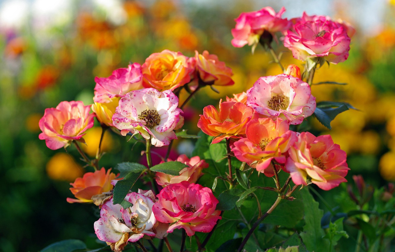 Photo Wallpaper Autumn, Flowers, Nature, Roses, Beauty, - Wallpaper - HD Wallpaper 