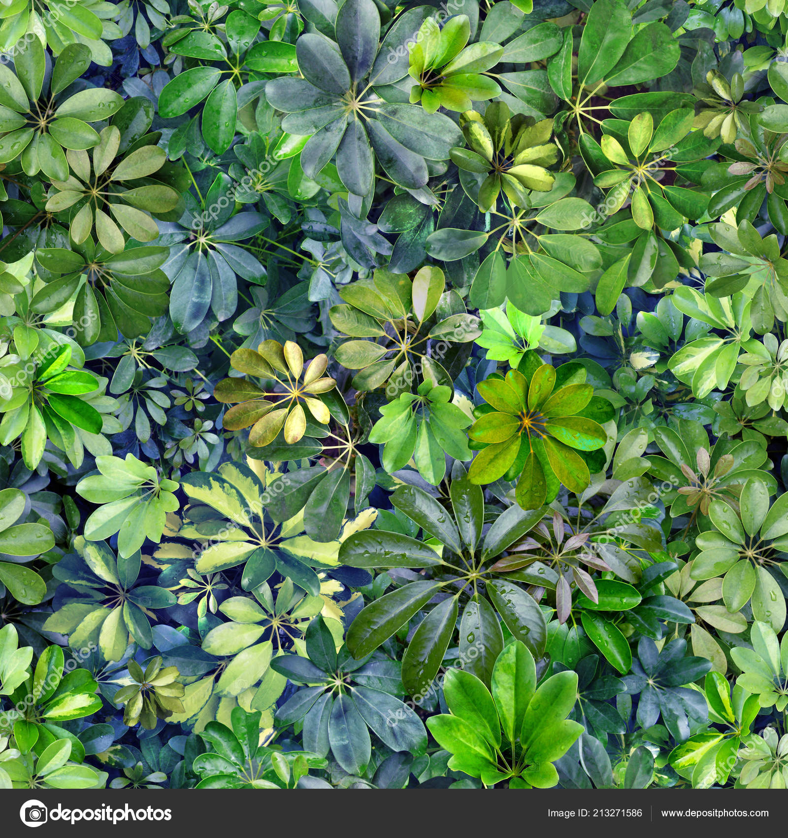 Imagem Verde Sem Ninguém - HD Wallpaper 