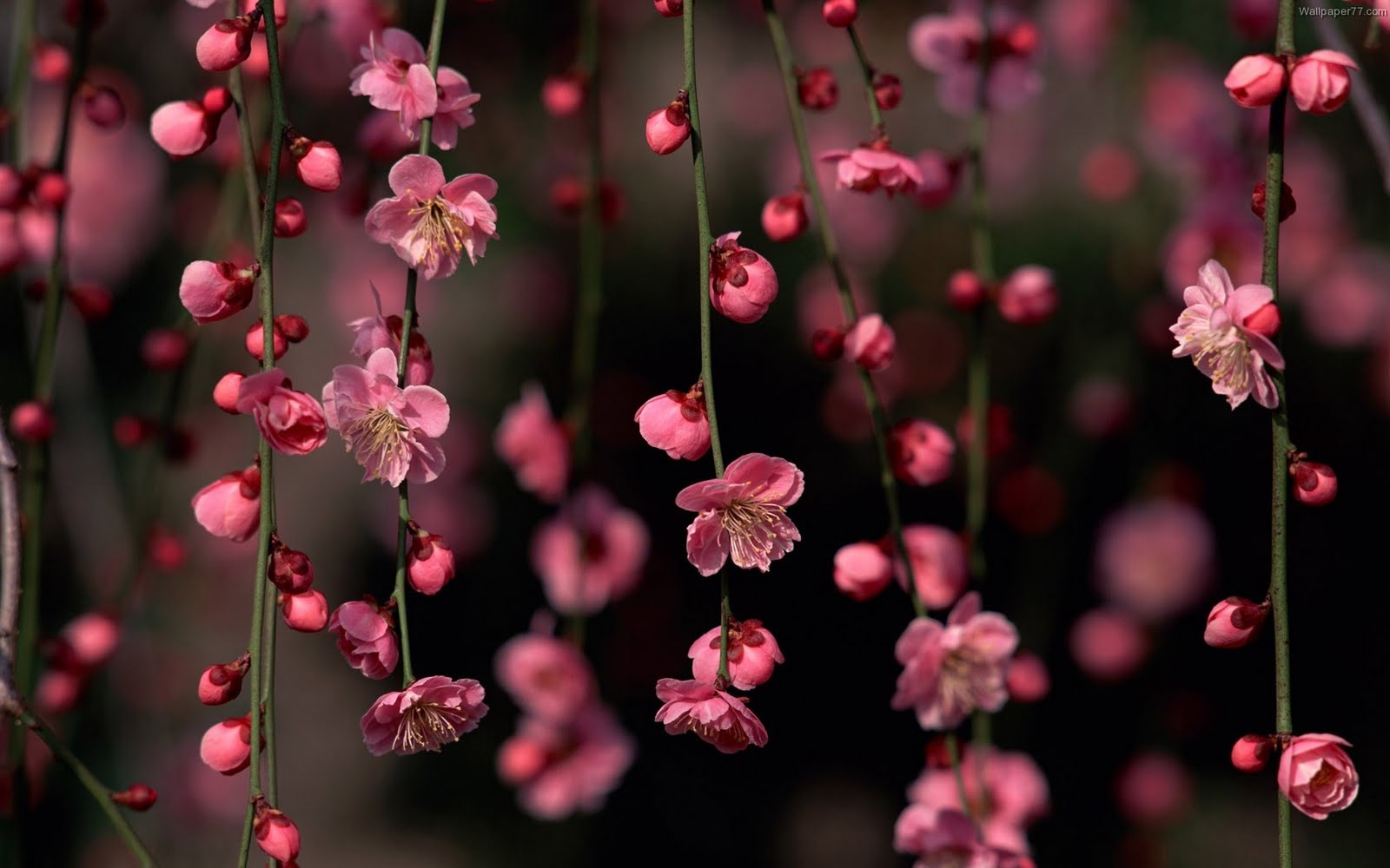 Dark Floral Backgrounds Download Pixelstalk
 Best Images - Desktop Background Flower - HD Wallpaper 