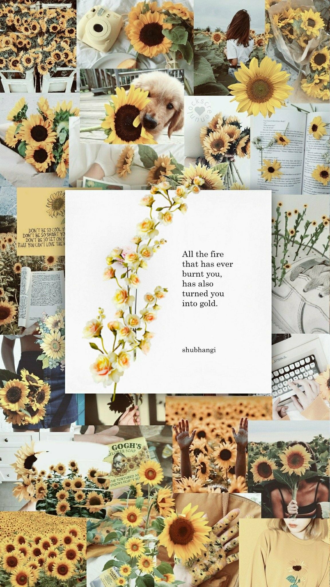 Sunflower Background - HD Wallpaper 