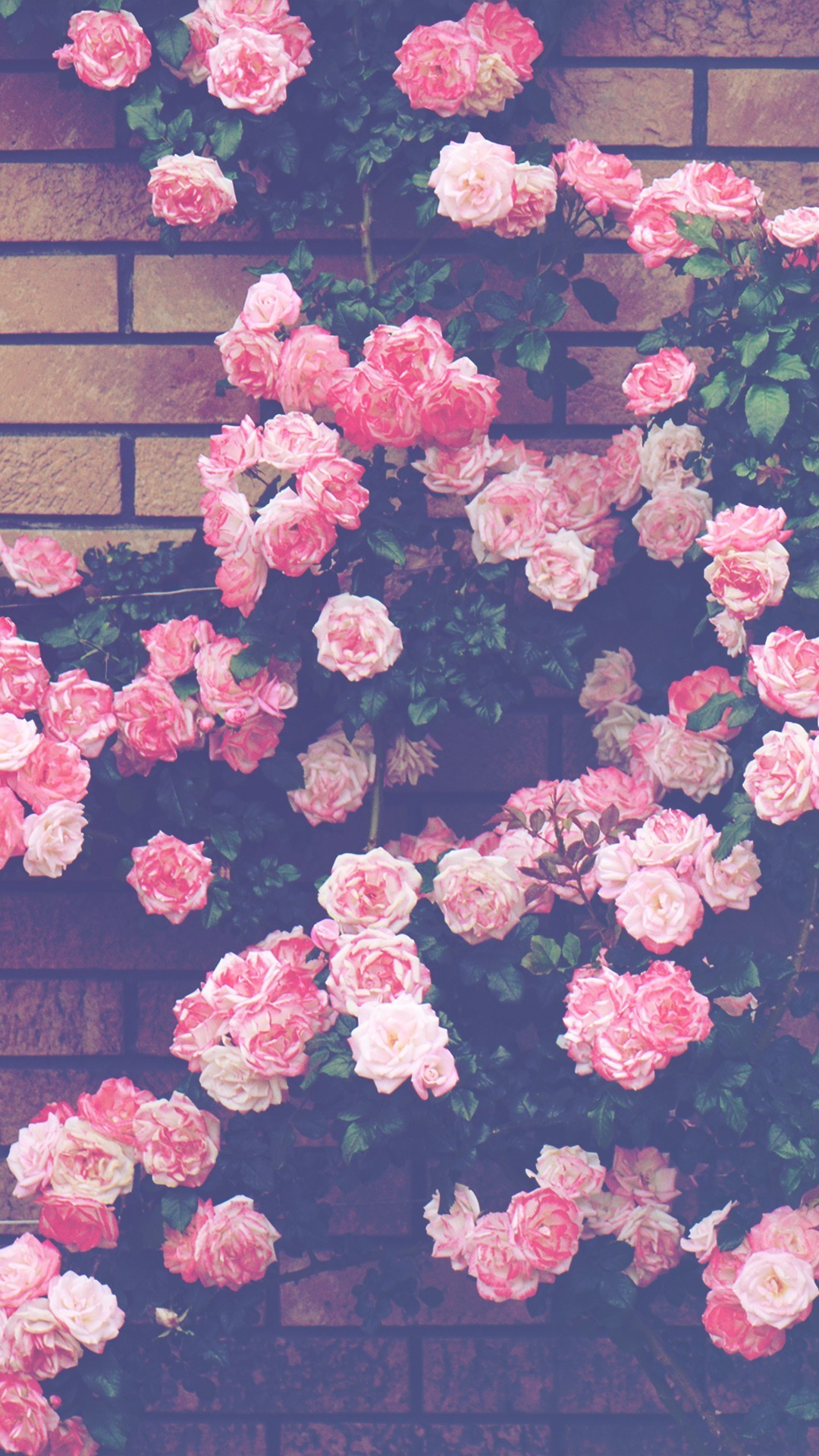 Vintage Aesthetic Pink Background 736x1308 Wallpaper Teahub Io