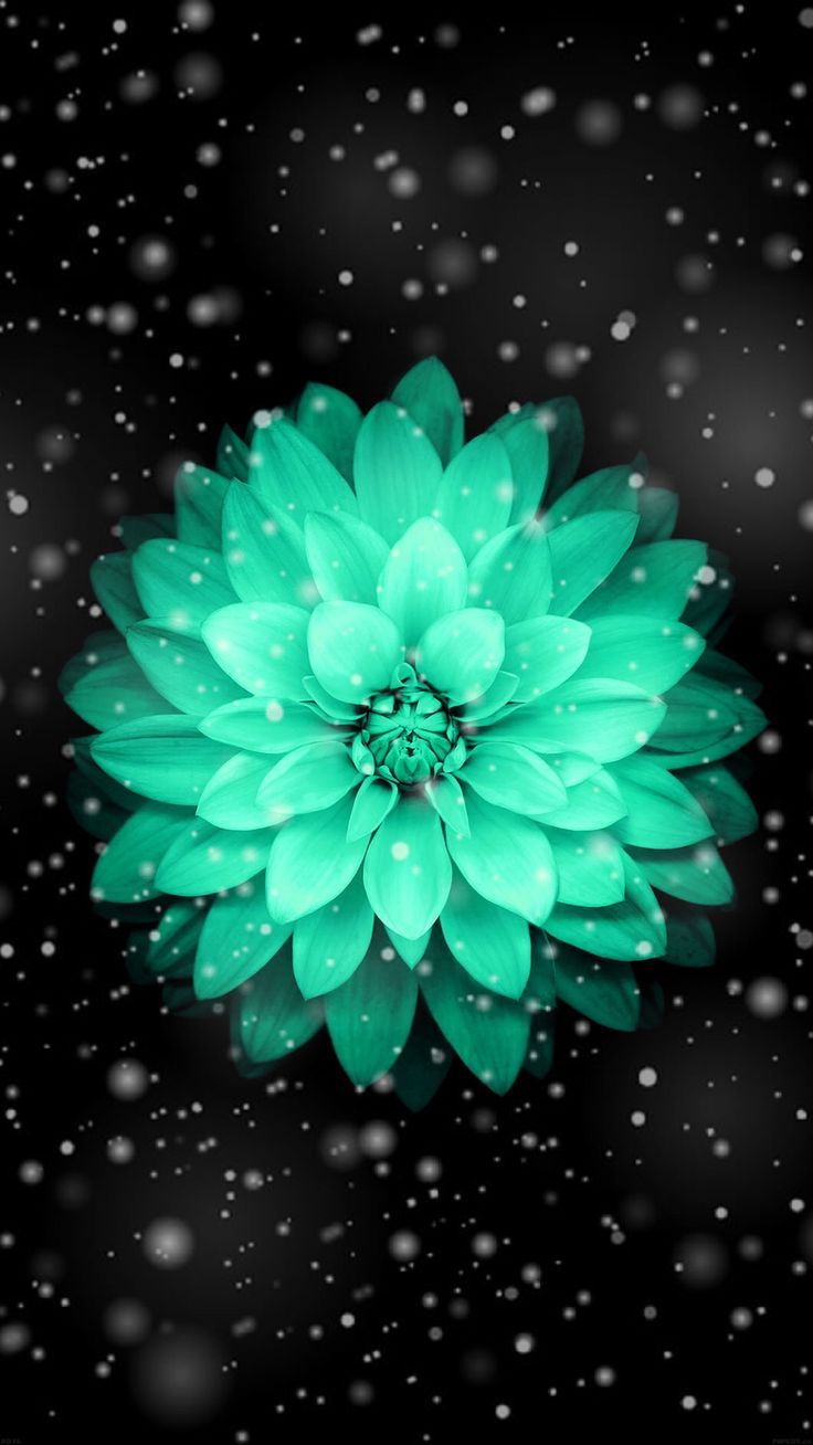 Snowy Flower - HD Wallpaper 