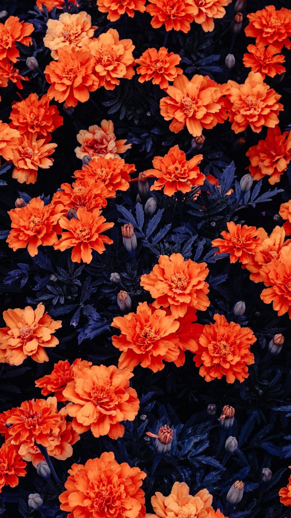Flower Wallpaper 4k Mobile - HD Wallpaper 