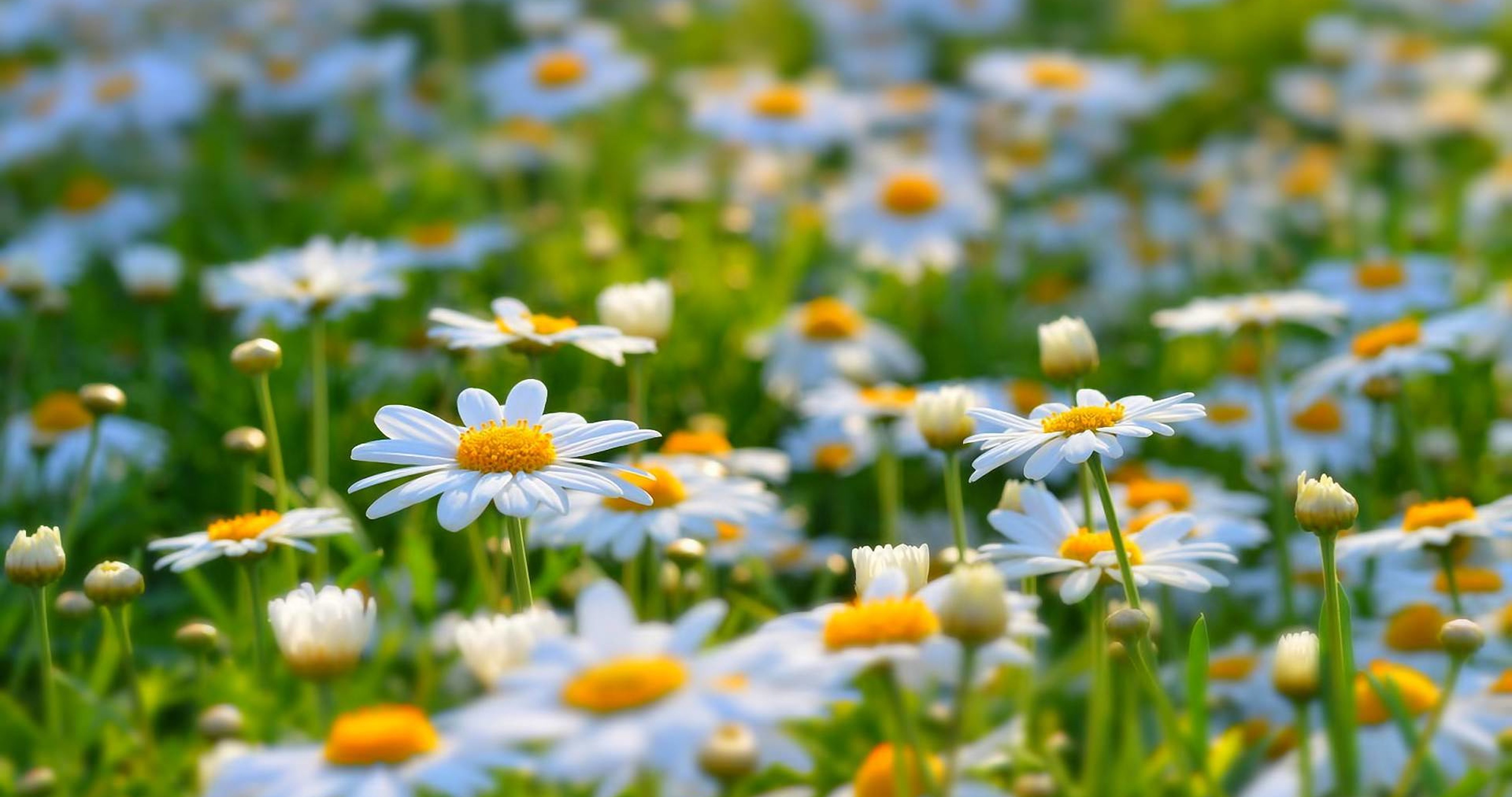 Summer Nature Flowers - HD Wallpaper 