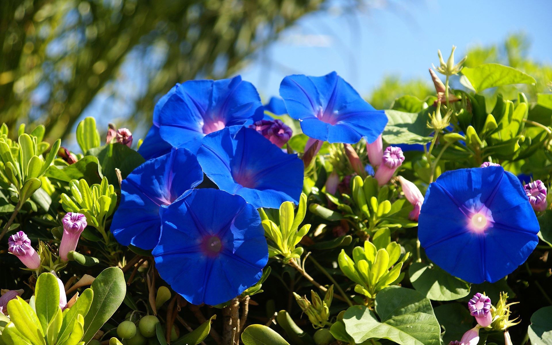 Naturaleza Flores Azules - Desktop Images Beautiful Flowers - HD Wallpaper 