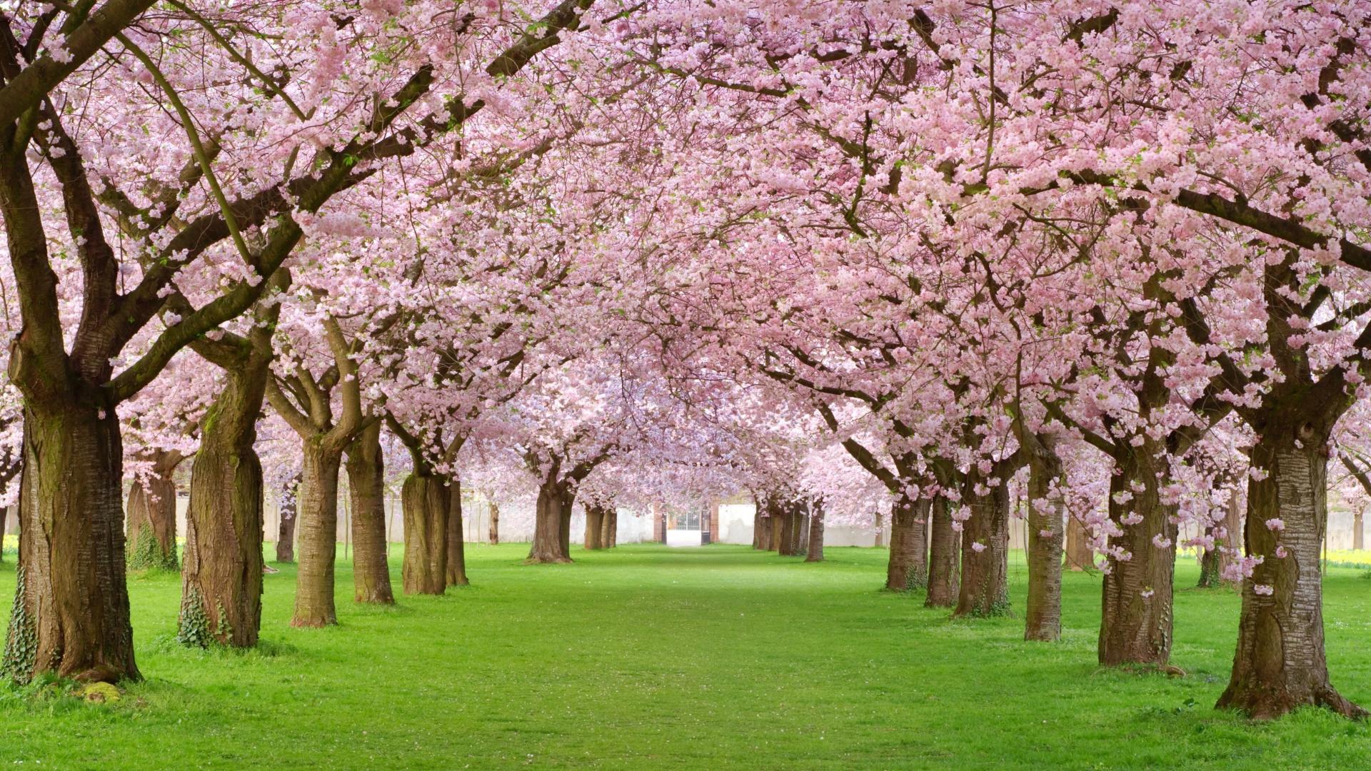 Cherry Blossoms - HD Wallpaper 