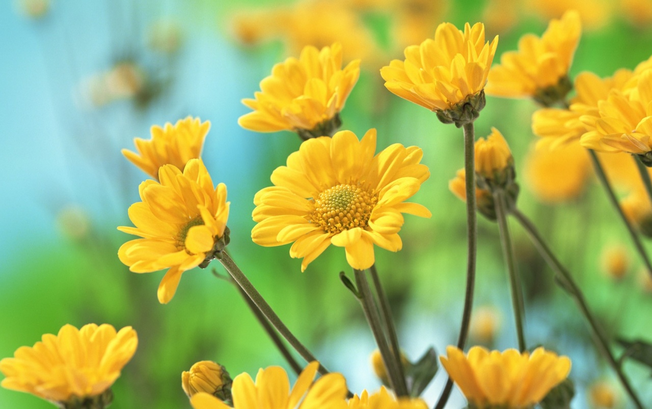 Yellow Flowers Wallpapers - Yellow Flowers Twitter Header - HD Wallpaper 