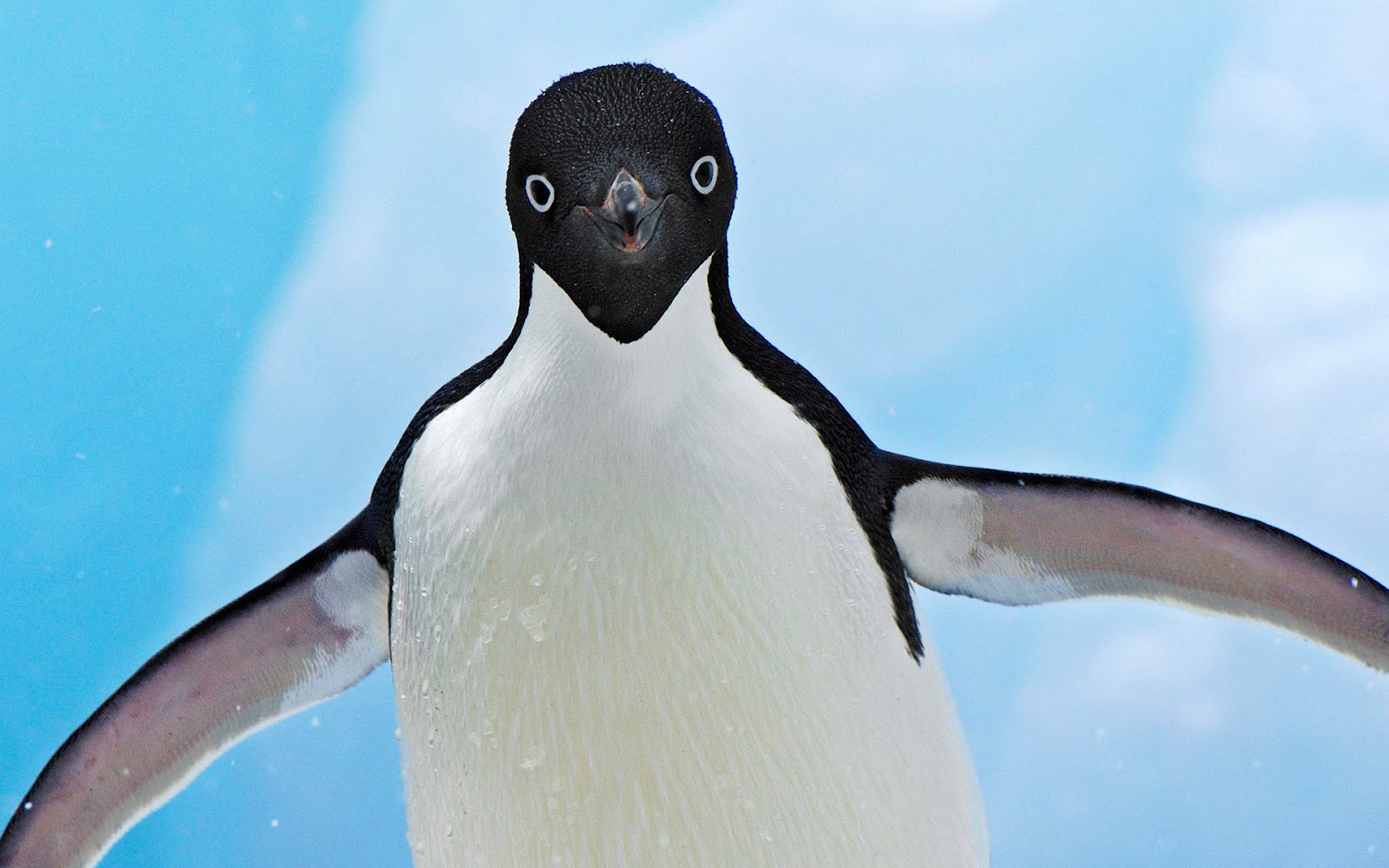 Close Up Penguin Face - HD Wallpaper 