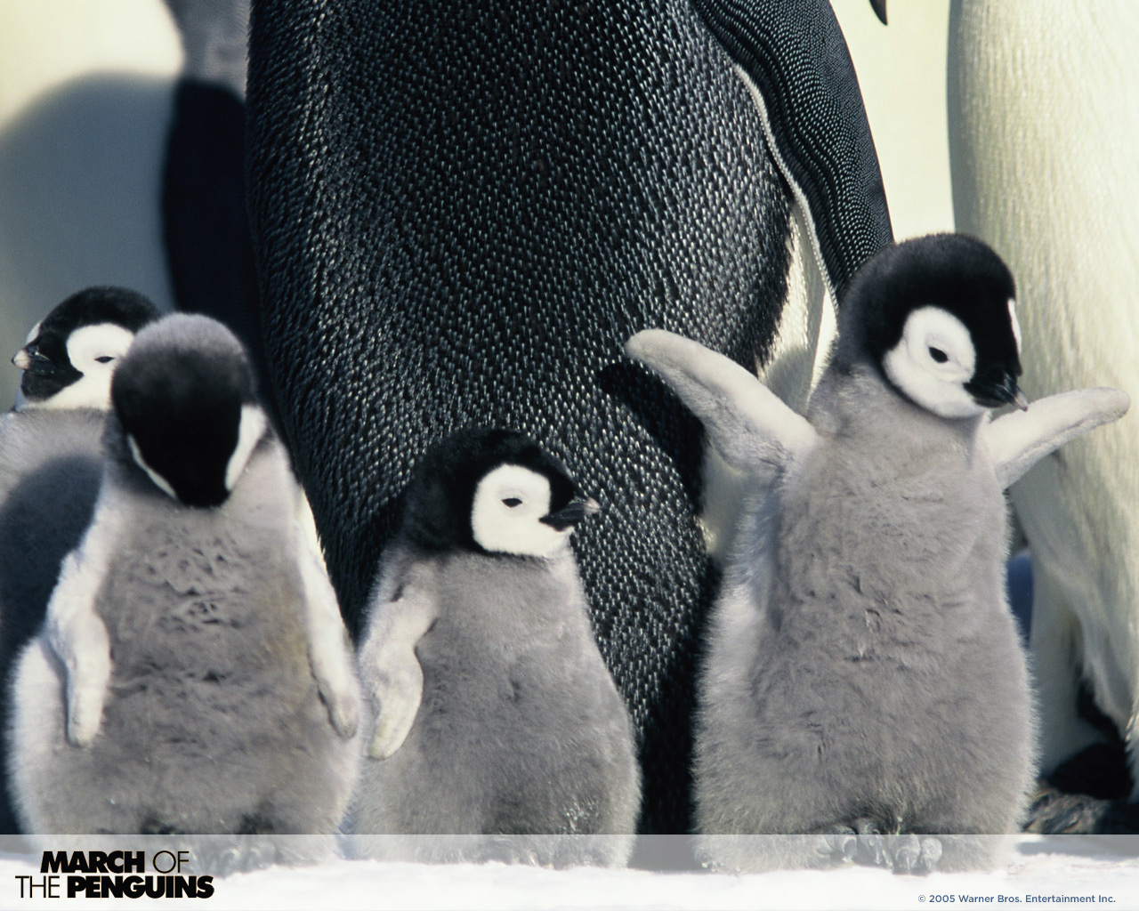 March Of The Penguins Baby - HD Wallpaper 