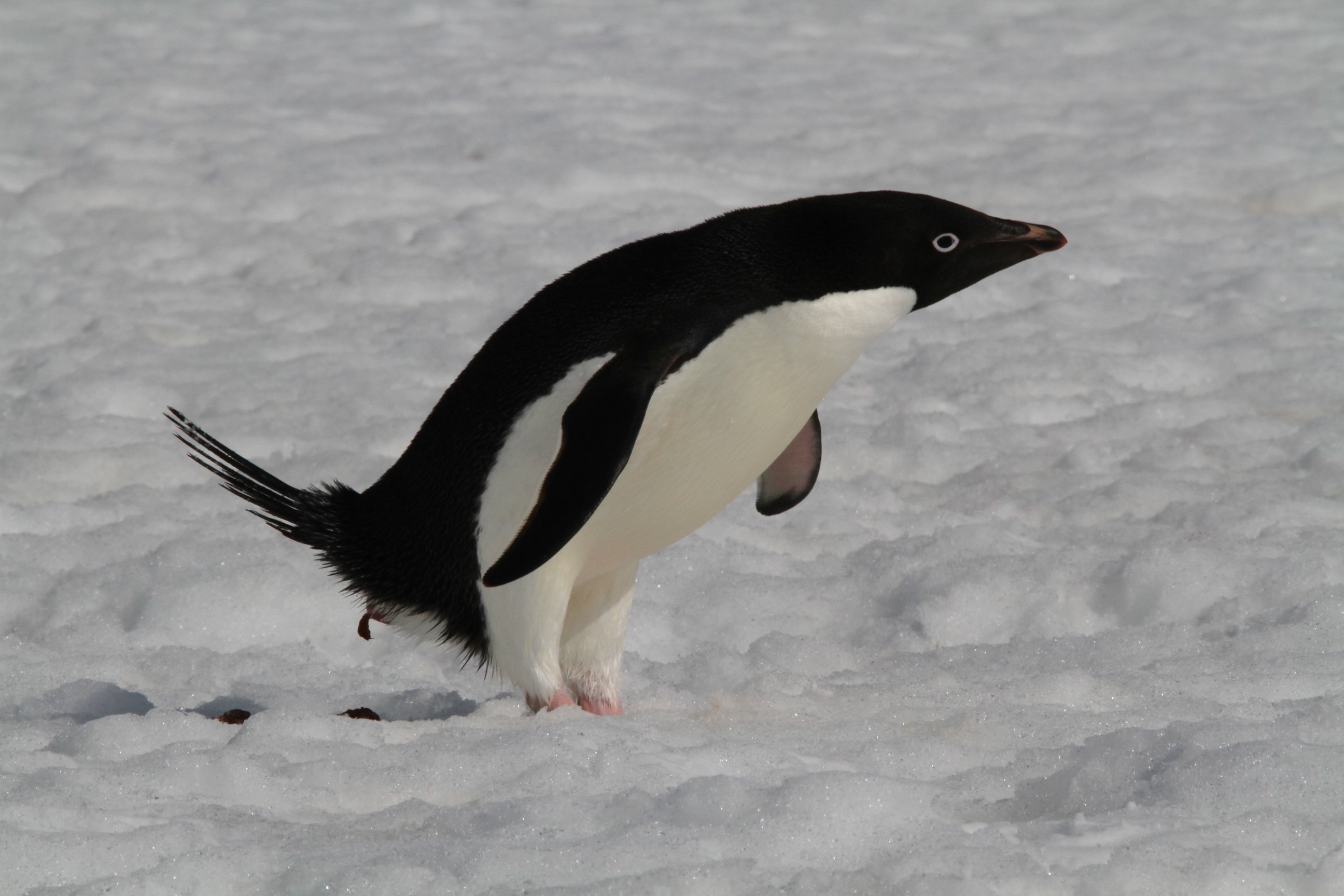 Cute Adelie Penguin Wallpaper - HD Wallpaper 