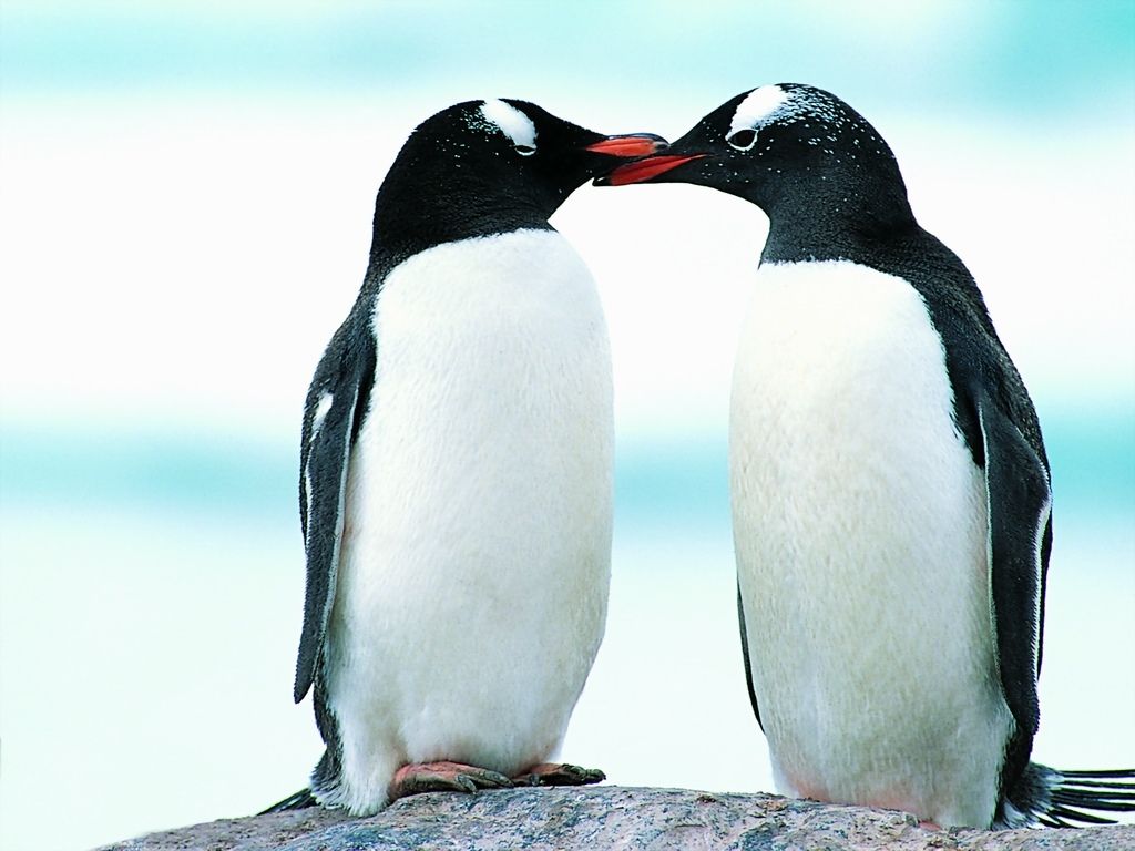 Cute Penguins In Love - HD Wallpaper 